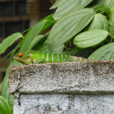 Linwood Bungalow Hotel Kandy Eksteriør billede